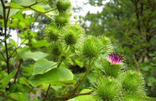 牛蒡的田间管理技术,第1图