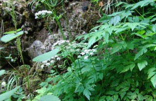 野芹菜是芹菜吗？,第5图