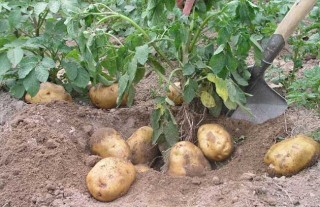 土豆种子价格及种植方法,第2图