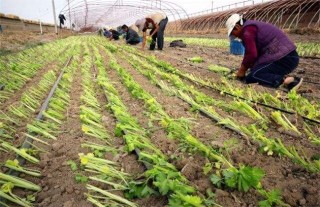 芹菜定植后的管理技术,第1图