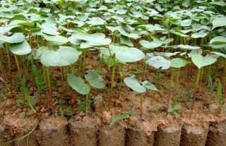 棉花种植时间是什么时候？,第2图