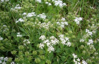 野芹菜是芹菜吗？,第4图