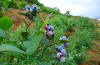 蓝莓种植的注意事项,第5图