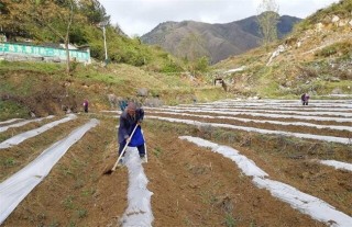 南瓜种植怎么覆膜,第3图