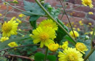 野菊花的种植技术,第4图