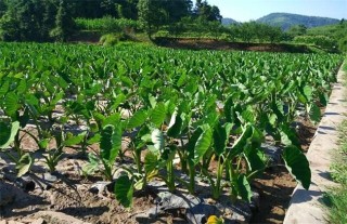 香芋种植的注意事项,第2图