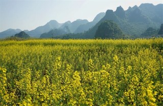 油菜对生长环境的要求,第5图