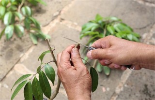 荔枝常见的修剪误区,第2图