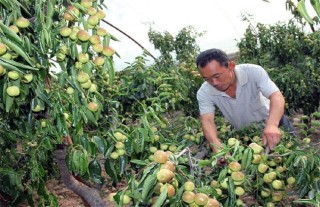 冬枣的病虫害防治,第2图