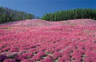 藏红花常见病害及防治方法,第1图