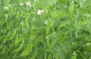 荷兰豆种植的注意事项,第1图