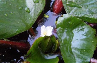 菱角种子价格及种植方法,第2图