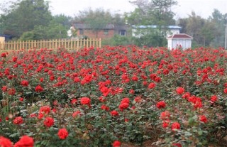 月季花的养殖方法介绍,第4图