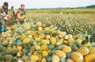 香水菠萝种植技术,第3图