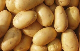 土豆种子价格及种植方法,第1图