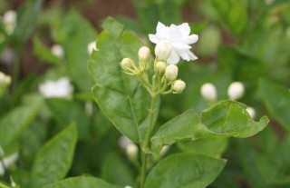 茉莉花的种植技术(4),第1图