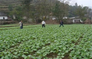 油菜春季施肥技术,第4图