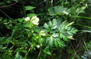 川芎的田间管理要点,第5图