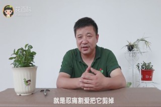 豆瓣绿叶子开裂怎么处理,第1图