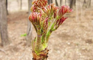 刺嫩芽种植技术,第6图