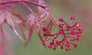 红枫盆景怎么浇水,第3图