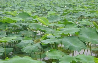 种植莲藕每亩投资多少钱？,第1图