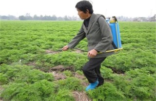 川芎的种植技术,第3图