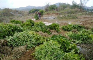 龙眼的种植条件,第4图