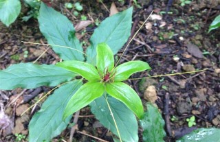 重楼种植技术管理,第2图