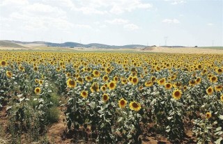 向日葵空秕怎么回事,第5图