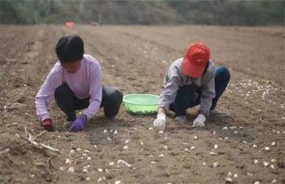 秋播大蒜栽培,第1图