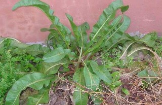 野菠菜是什么植物？,第5图