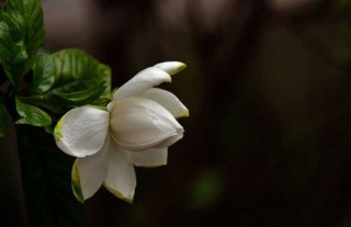 栀子花叶子蔫了怎么办？,第1图