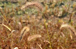 狗尾巴草是什么植物？,第4图