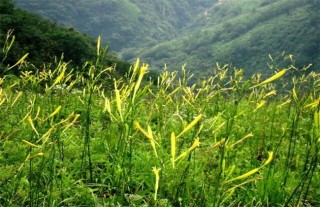 黄花菜生长环境,第1图