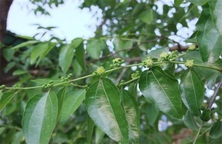 枣树开花不结果的原因,第1图