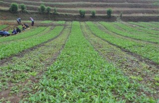 半夏的种植条件,第1图