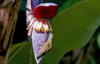 芭蕉的种植技术,第3图