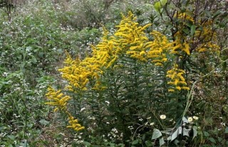 一枝黄花的种植技术,第4图