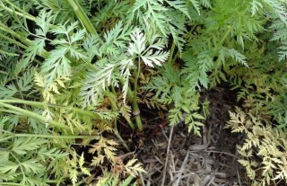 川芎的种植技术,第4图