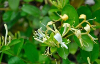 金银花种植条件(2),第4图