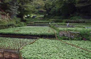 山葵种植注意事项,第5图