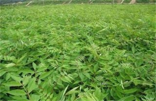 黄柏的种植技术,第2图