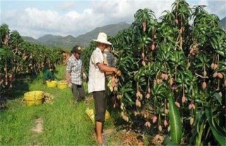 芒果树修剪技术,第1图