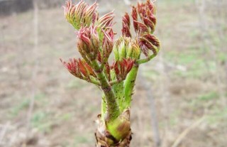 刺嫩芽种植技术,第4图