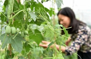 拇指西瓜种植方法,第2图