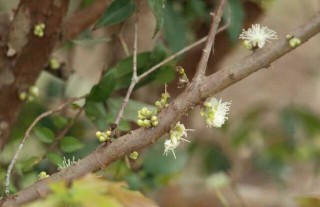 嘉宝果的种植技术,第4图