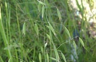 野燕麦是什么植物？,第4图