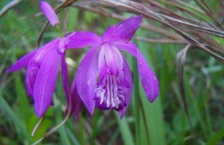 白芨种植基地在哪里？,第1图