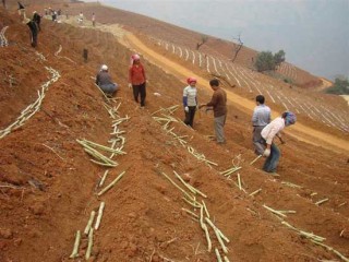 甘蔗的种植技术(2),第1图